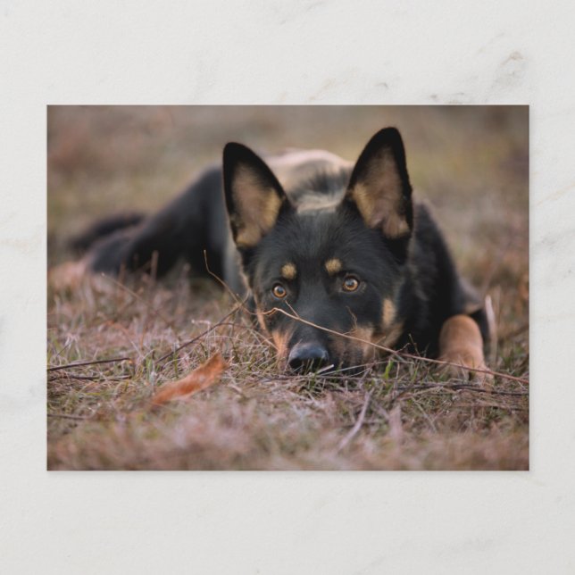 Cutest Baby Animals | German Shepherd Puppy Postcard (Front)