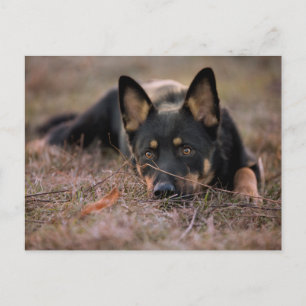 Cutest Baby Animals   German Shepherd Puppy Postcard