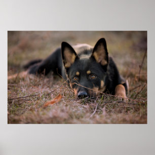 Cutest Baby Animals German Shepherd Puppy Poster