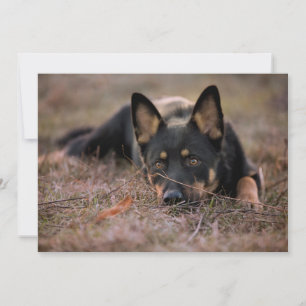 Cutest Baby Animals   German Shepherd Puppy Thank You Card