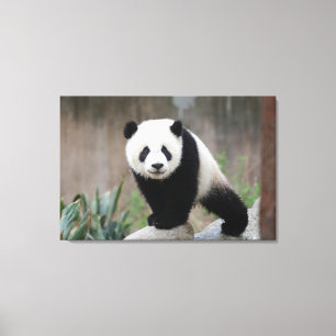 Cutest Baby Animals Giant Panda Baby Canvas Print