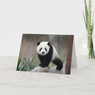 Cutest Baby Animals Giant Panda Baby Card