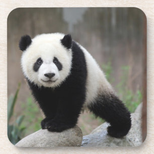 Cutest Baby Animals   Giant Panda Baby Coaster