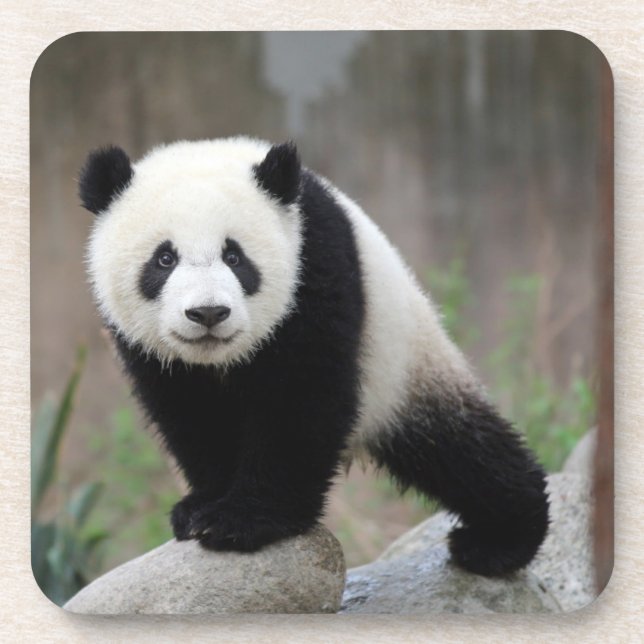Cutest Baby Animals | Giant Panda Baby Coaster (Front)