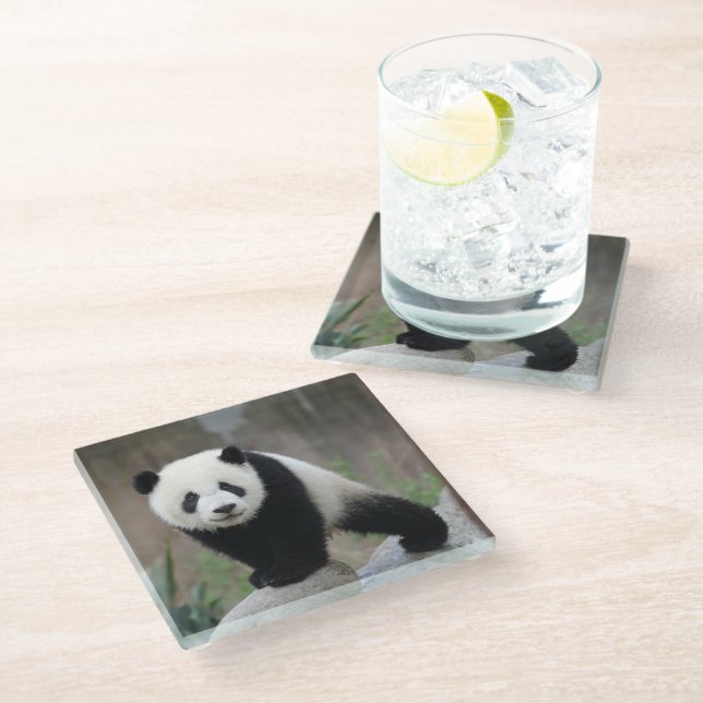 Cutest Baby Animals | Giant Panda Baby Glass Coaster (Angled)