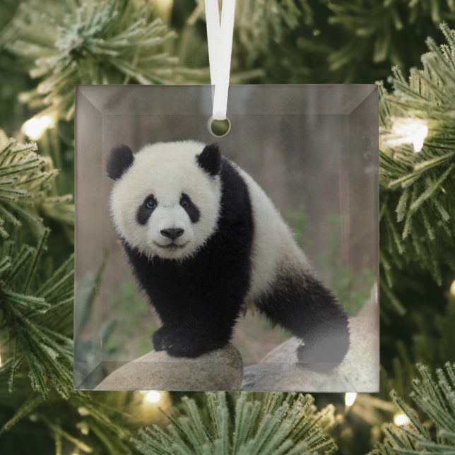 Cutest Baby Animals | Giant Panda Baby Glass Tree Decoration (Insitu)