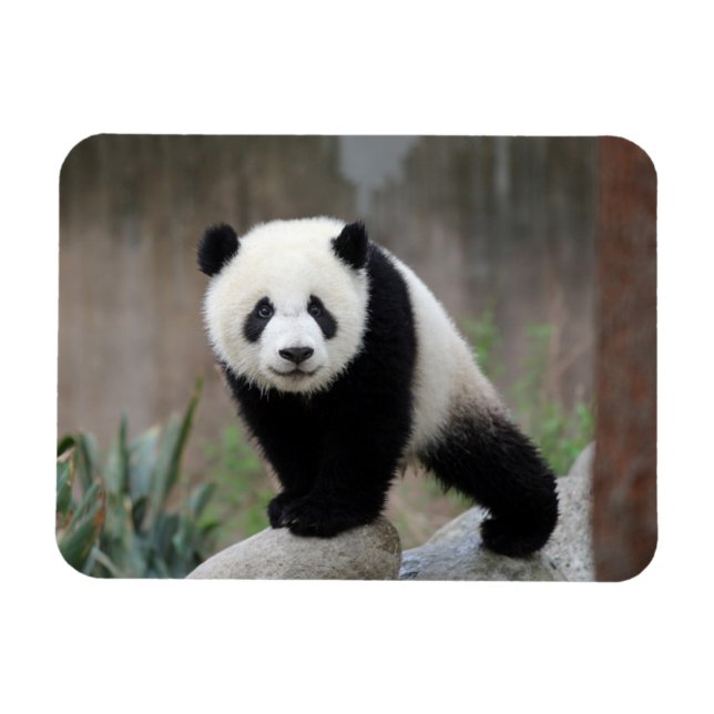 Cutest Baby Animals | Giant Panda Baby Magnet (Horizontal)