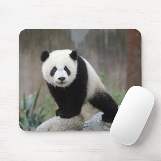 Cutest Baby Animals | Giant Panda Baby Mouse Mat (With Mouse)