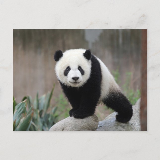 Cutest Baby Animals | Giant Panda Baby Postcard (Front)