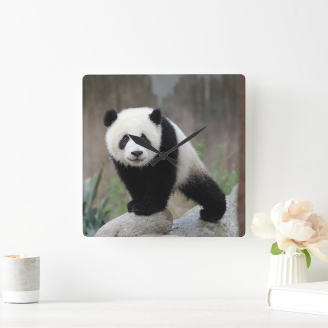 Cutest Baby Animals | Giant Panda Baby Square Wall Clock (Home)