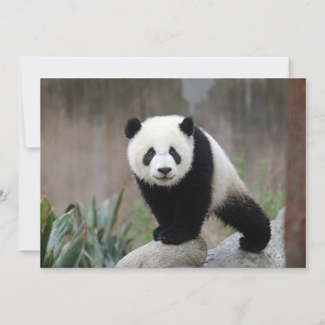 Cutest Baby Animals | Giant Panda Baby Thank You Card (Front)