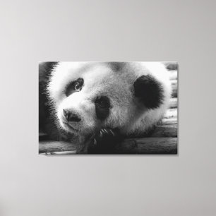Cutest Baby Animals Giant Panda Bear Cub Canvas Print