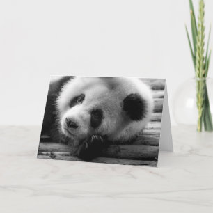 Cutest Baby Animals   Giant Panda Bear Cub Card