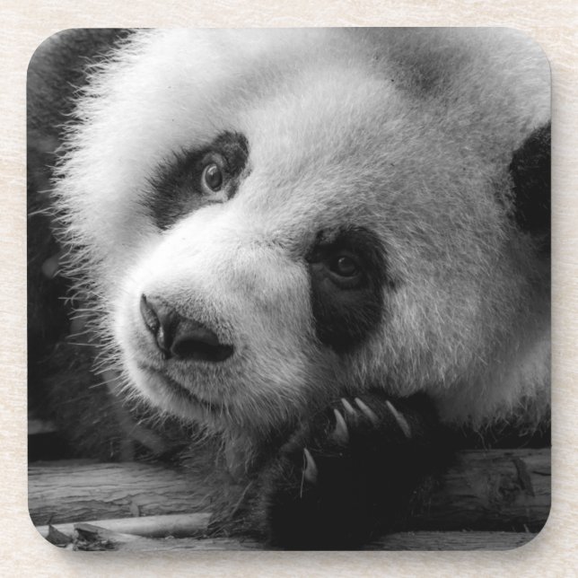 Cutest Baby Animals | Giant Panda Bear Cub Coaster (Front)