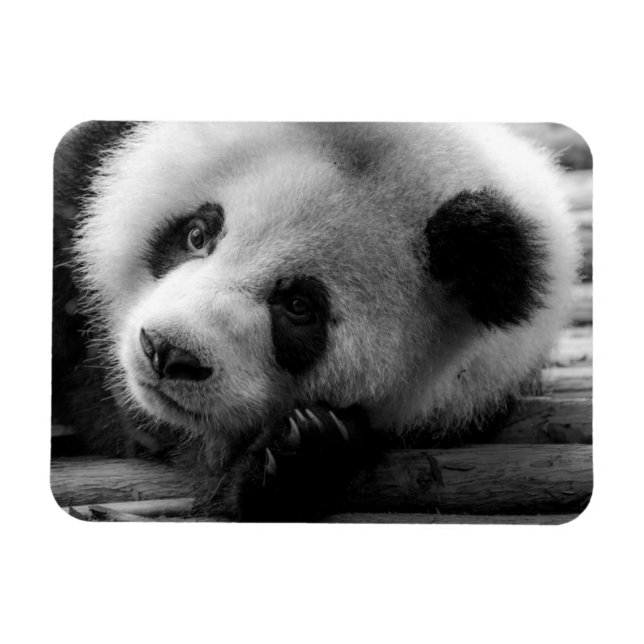 Cutest Baby Animals | Giant Panda Bear Cub Magnet (Horizontal)