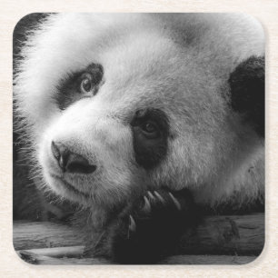 Cutest Baby Animals   Giant Panda Bear Cub Square Paper Coaster