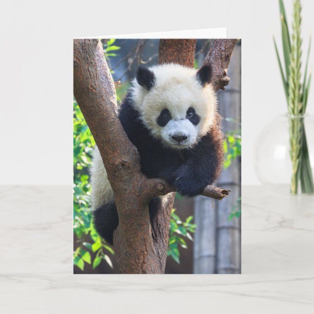 Cutest Baby Animals | Giant Panda Cub Card (Front)