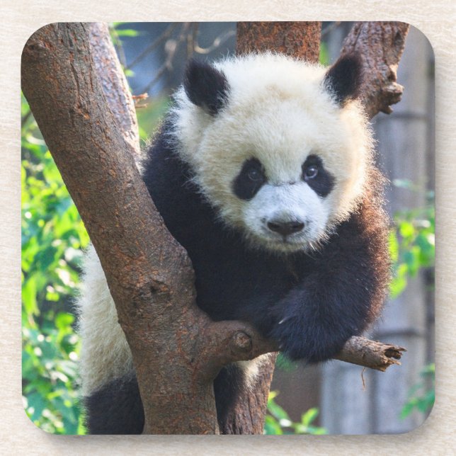 Cutest Baby Animals | Giant Panda Cub Coaster (Front)
