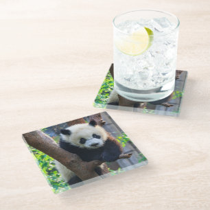 Cutest Baby Animals   Giant Panda Cub Glass Coaster