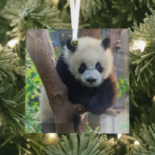 Cutest Baby Animals   Giant Panda Cub Glass Tree Decoration
