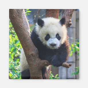 Cutest Baby Animals   Giant Panda Cub Magnet