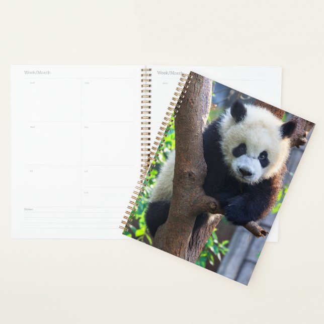 Cutest Baby Animals | Giant Panda Cub Planner (Display)