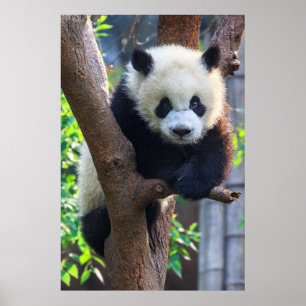 Cutest Baby Animals   Giant Panda Cub Poster