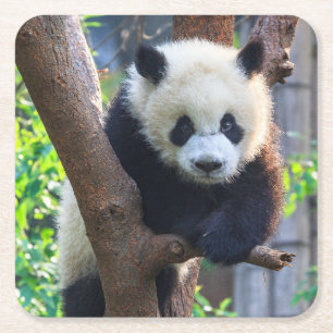 Cutest Baby Animals   Giant Panda Cub Square Paper Coaster