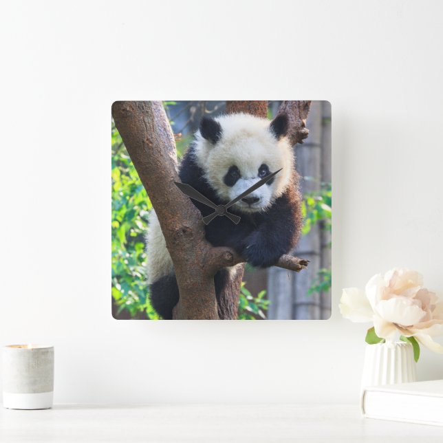 Cutest Baby Animals | Giant Panda Cub Square Wall Clock (Home)