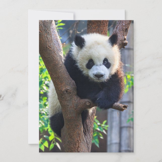 Cutest Baby Animals | Giant Panda Cub Thank You Card (Front)