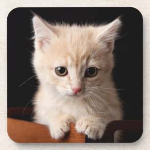 Cutest Baby Animals Ginger Kitten Coaster