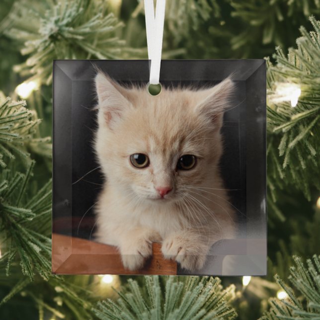 Cutest Baby Animals | Ginger Kitten Glass Tree Decoration (Insitu)