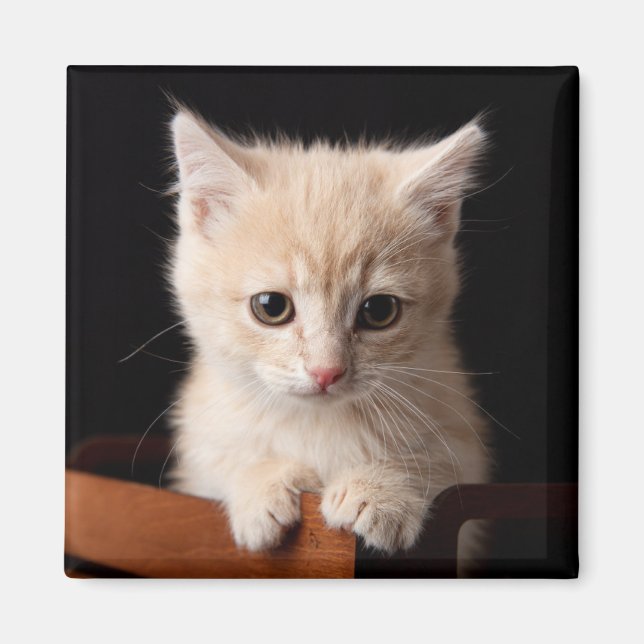 Cutest Baby Animals | Ginger Kitten Magnet (Front)