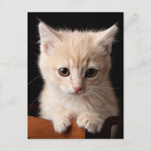 Cutest Baby Animals Ginger Kitten Postcard