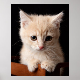 Cutest Baby Animals   Ginger Kitten Poster
