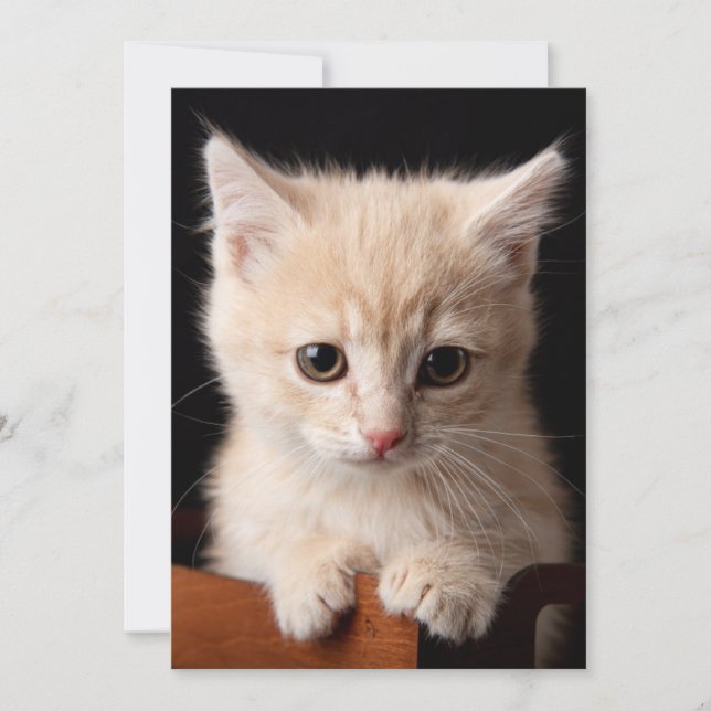 Cutest Baby Animals | Ginger Kitten Thank You Card (Front)