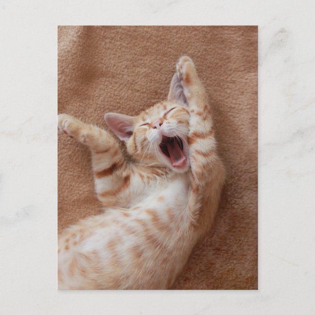 Cutest Baby Animals | Ginger Kitten Yawning Postcard (Front)