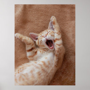 Cutest Baby Animals Ginger Kitten Yawning Poster