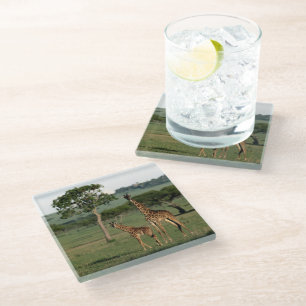 Cutest Baby Animals Giraffe Calf & Mama Glass Coaster