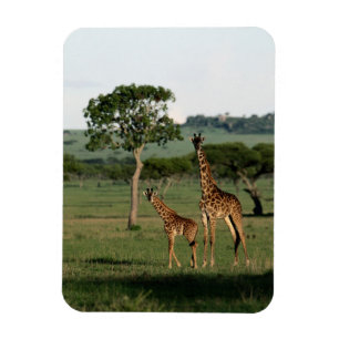 Cutest Baby Animals   Giraffe Calf & Mama Magnet