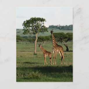 Cutest Baby Animals Giraffe Calf & Mama Postcard