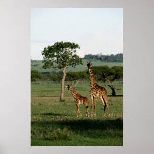 Cutest Baby Animals Giraffe Calf & Mama Poster