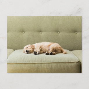 Cutest Baby Animals   Golden Retriever Puppy 2 Postcard