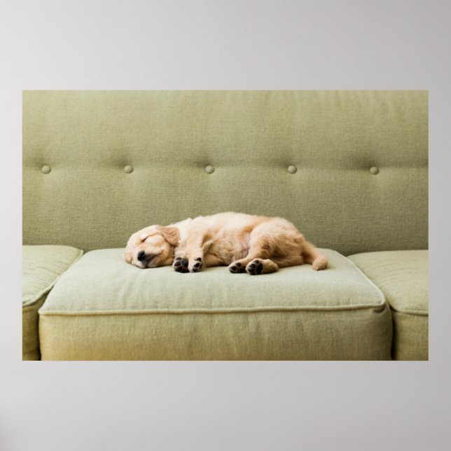 Cutest Baby Animals | Golden Retriever Puppy 2 Poster (Front)