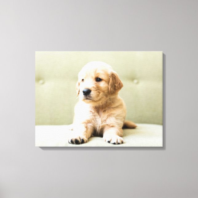 Cutest Baby Animals | Golden Retriever Puppy Canvas Print (Front)
