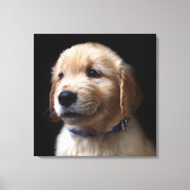 Cutest Baby Animals | Golden Retriever Puppy Canvas Print (Front)