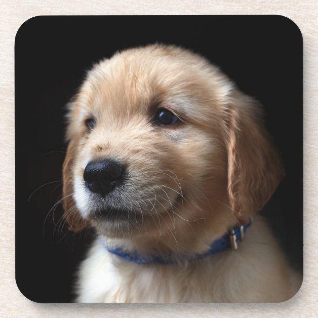 Cutest Baby Animals | Golden Retriever Puppy Coaster (Front)