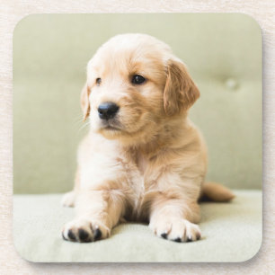 Cutest Baby Animals Golden Retriever Puppy Coaster