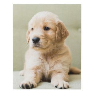 Cutest Baby Animals   Golden Retriever Puppy Faux Canvas Print