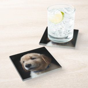 Cutest Baby Animals   Golden Retriever Puppy Glass Coaster